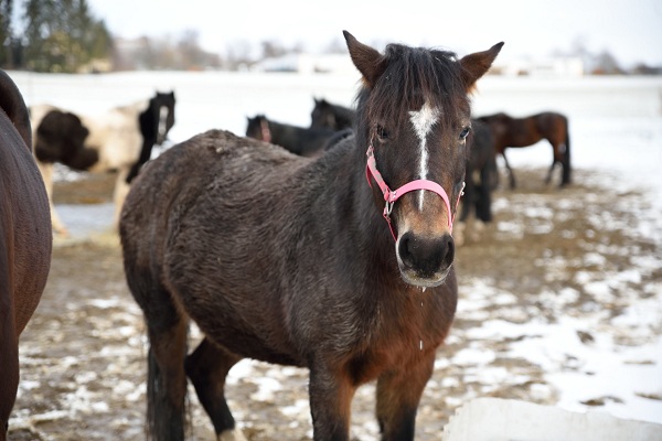 pferdesport/29.01.2019-winterfreuden/reiten-01.2019_00014.jpg